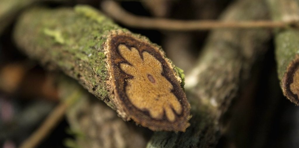 ayahuasca_yagu